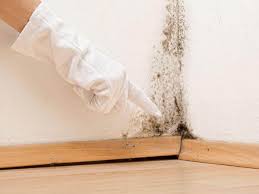 Why You Should Choose Our Mold Remediation Services in Mount Carroll, IL